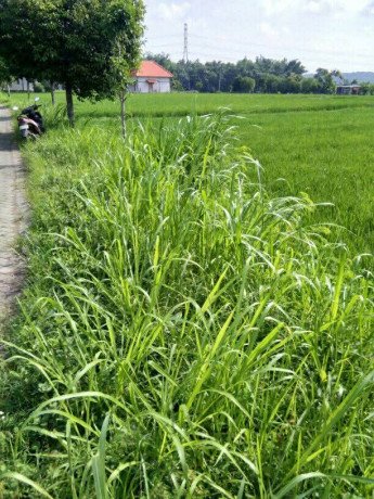 dijual-tanah-murah-lahan-sawah-karangrejo-penambangan-semanding-big-0