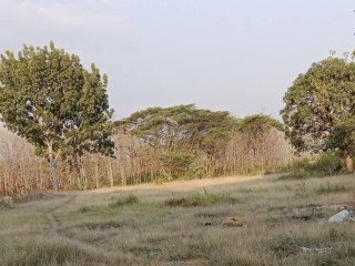 Dijual Tanah Pekarangan Strategis Trucuk, Bojonegoro