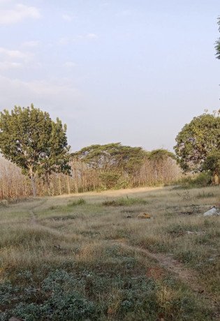 dijual-tanah-pekarangan-strategis-trucuk-bojonegoro-big-0