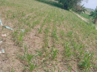 DIJUAL CEPAT! TANAH SHM LUAS 1.050 m² LOKASI STRATEGIS