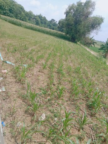 dijual-cepat-tanah-shm-luas-1050-m2-lokasi-strategis-big-0