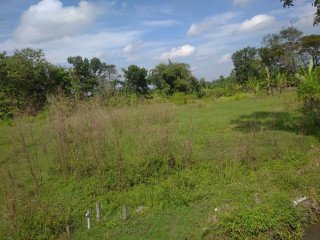 Dijual Tanah Sawah Strategis Ngumpak Dalem, Dander, Bojonegoro