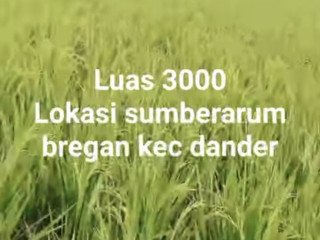 DIJUAL TANAH SAWAH - SUMBERARUM BREGAN, DANDER