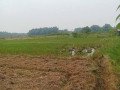 dijual-tanah-sawah-murah-jatiblimbing-dander-bojonegoro-small-0