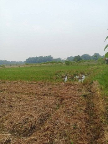 dijual-tanah-sawah-murah-jatiblimbing-dander-bojonegoro-big-0