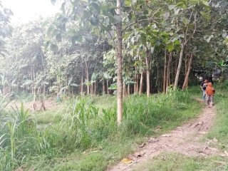 Dijual Tanah Luas 1,7 Hektar Lokasi Strategis di Montong, Tuban