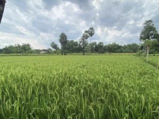 Dijual Sawah Murah, Semanding, Tuban