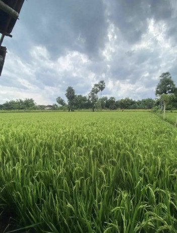 dijual-sawah-murah-semanding-tuban-big-0