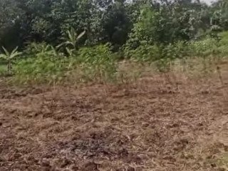 Dijual Tanah Tegalan Produktif Baureno, Desa Banjaran