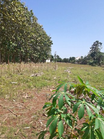 dujual-tanah-murah-di-dekat-dengan-perumahan-mutiara-kopen-penambangan-semanding-tuban-big-0