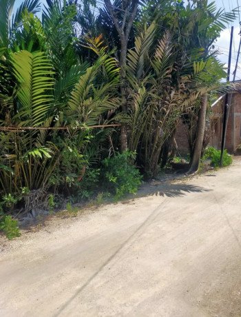 dijual-cepat-tanah-pekarangan-wedi-bojonegoro-big-0