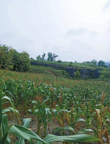 dijual-murah-tanah-tegal-view-pegunungan-big-2