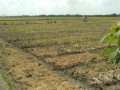 dijual-tanah-sawah-strategis-shm-kumpulrejo-kapas-bojonegoro-small-0