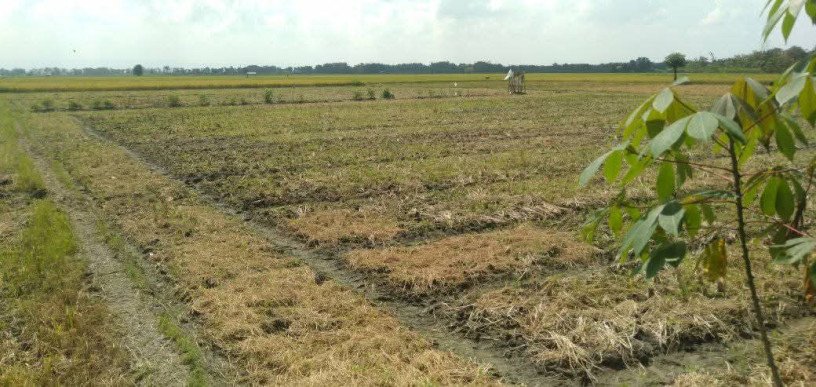 dijual-tanah-sawah-strategis-shm-kumpulrejo-kapas-bojonegoro-big-0