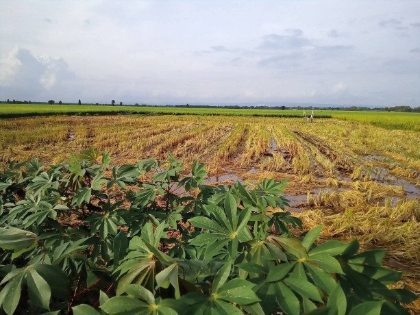 dijual-tanah-sawah-strategis-shm-kumpulrejo-kapas-bojonegoro-big-3