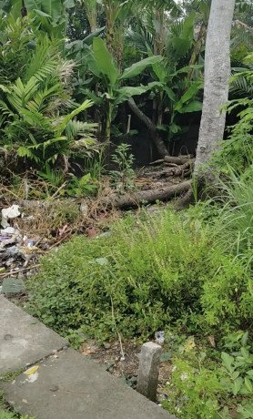 dijual-cepat-tanah-pekarangan-tanjungharjo-kapas-bojonegoro-big-0