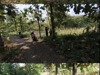 Dijual Tanah Tegal Semanding, Tuban