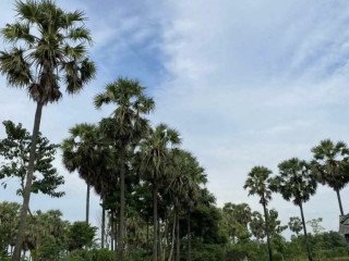 Dijual Tanah Pribadi di Dawung, Palang - Tuban