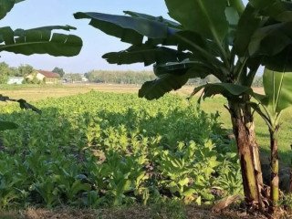 Dijual Cepat! Sawah Produktif di Baureno, Bojonegoro