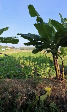 dijual-cepat-sawah-produktif-di-baureno-bojonegoro-big-0
