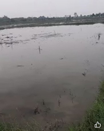 dijual-tanah-pertanian-sendanghaji-merakurak-tuban-big-2