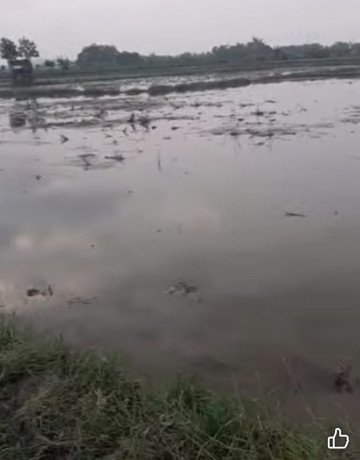 dijual-tanah-pertanian-sendanghaji-merakurak-tuban-big-1