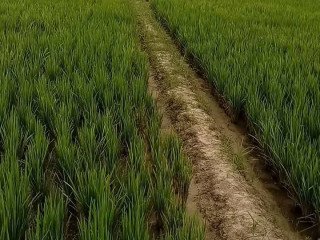 Bismillah, Tanah Dijual Tanpa Perantara!