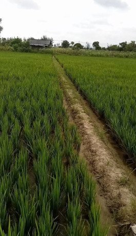 bismillah-tanah-dijual-tanpa-perantara-big-0