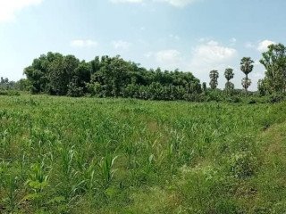 Dijual Tanah Pethok Dekat Kampus & Perumahan!