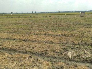DIJUAL LAHAN USAHA - SAWAH STRATEGIS KAPAS BOJONEGORO