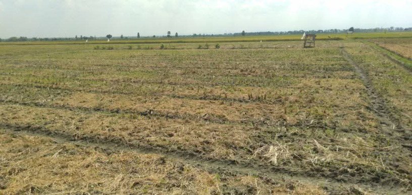 dijual-lahan-usaha-sawah-strategis-kapas-bojonegoro-big-0