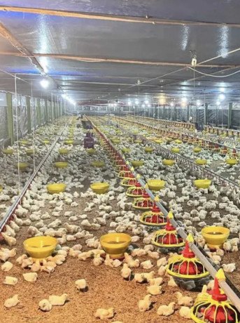 dijual-tanah-kandang-ayam-siap-usaha-jatirogo-big-4