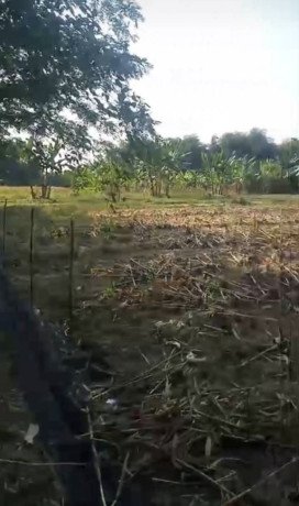 dijual-tanah-tegalan-siap-garap-bogo-kapas-bojonegoro-big-1