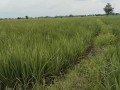 dijual-cepat-lahan-sawah-kota-small-0