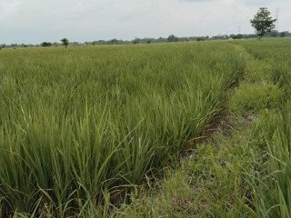 DIJUAL CEPAT LAHAN SAWAH KOTA