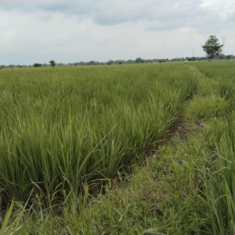 dijual-cepat-lahan-sawah-kota-big-0