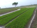 tanah-sawah-dijual-bojonegoro-small-0