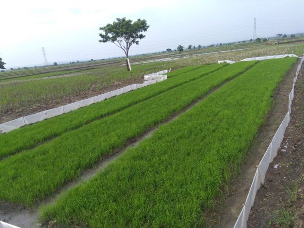 tanah-sawah-dijual-bojonegoro-big-0