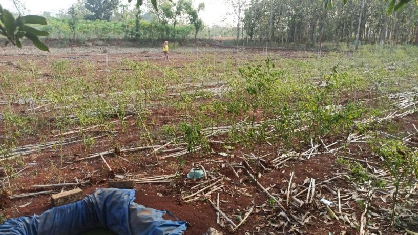 dijual-cepat-tanah-tegalan-semanding-tuban-big-1