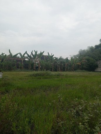 dijual-tanah-sambiroto-kapas-bojonegoro-big-1