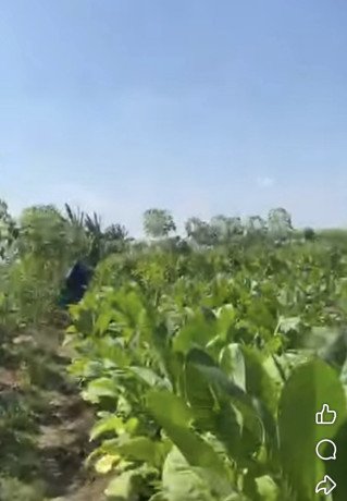 dijual-tanah-subur-persawahan-di-sukosewu-big-0