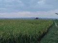 dijual-sawah-produktif-siap-tanam-merakurak-tuban-small-1
