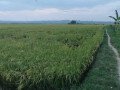 dijual-sawah-produktif-siap-tanam-merakurak-tuban-small-0