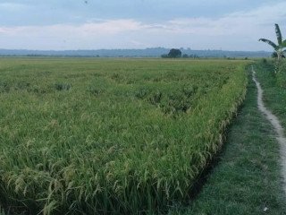 Dijual Sawah Produktif Siap Tanam Merakurak, Tuban