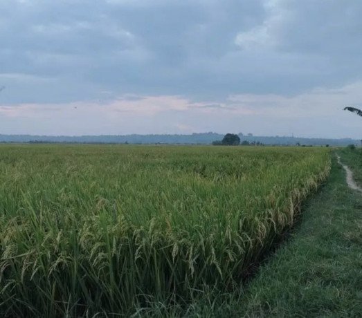 dijual-sawah-produktif-siap-tanam-merakurak-tuban-big-1
