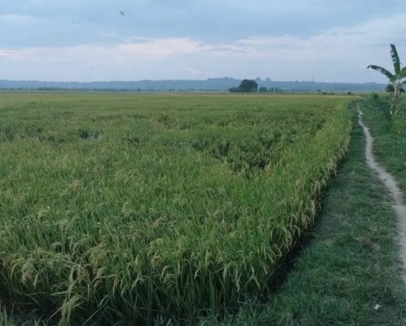 dijual-sawah-produktif-siap-tanam-merakurak-tuban-big-0
