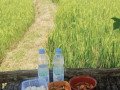 dijual-sawah-produktif-lokasi-strategis-plumpang-tuban-small-1