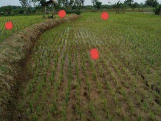 Dijual Sawah Produktif Lokasi Strategis Plumpang, Tuban