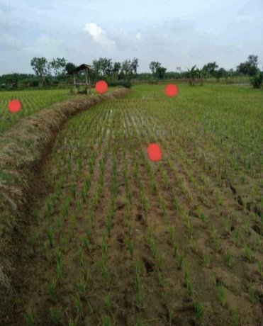 dijual-sawah-produktif-lokasi-strategis-plumpang-tuban-big-0