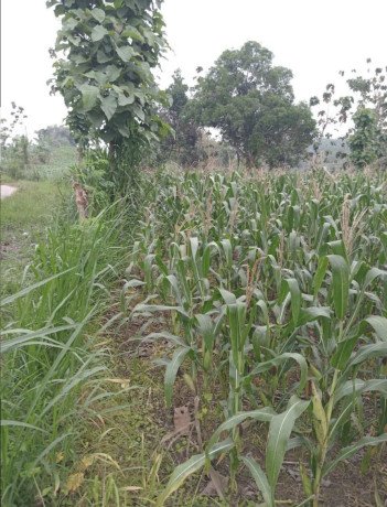 dijual-tanah-luas-siap-usaha-kerek-tuban-big-2